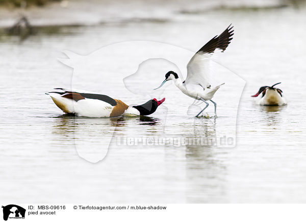 Sbelschnbler / pied avocet / MBS-09616