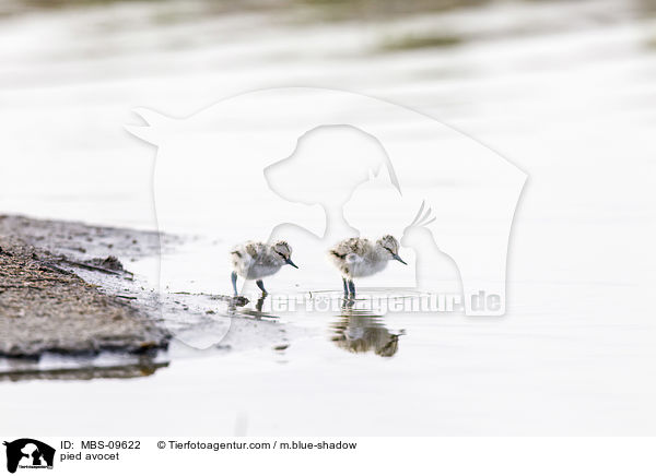 pied avocet / MBS-09622