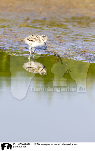 pied avocet / MBS-09628