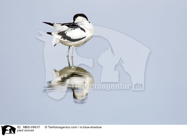 Sbelschnbler / pied avocet / MBS-09637