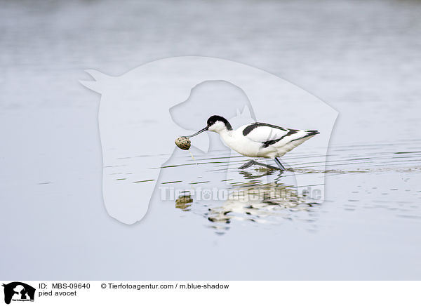 Sbelschnbler / pied avocet / MBS-09640