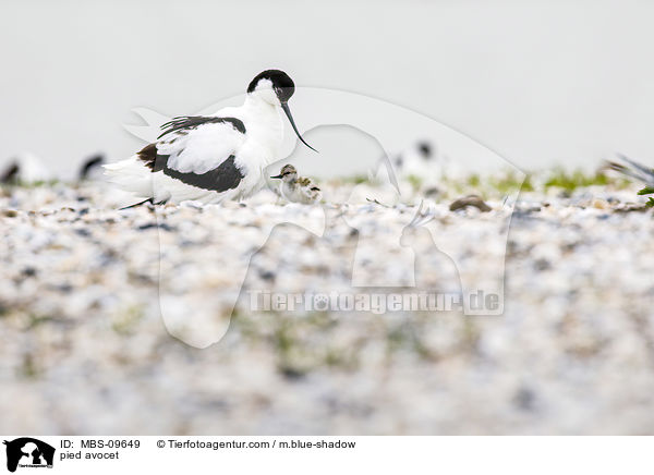Sbelschnbler / pied avocet / MBS-09649