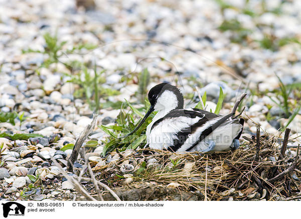 pied avocet / MBS-09651