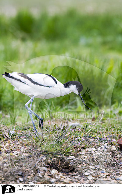 Sbelschnbler / pied avocet / MBS-09652