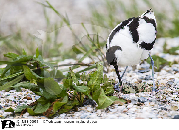 Sbelschnbler / pied avocet / MBS-09653