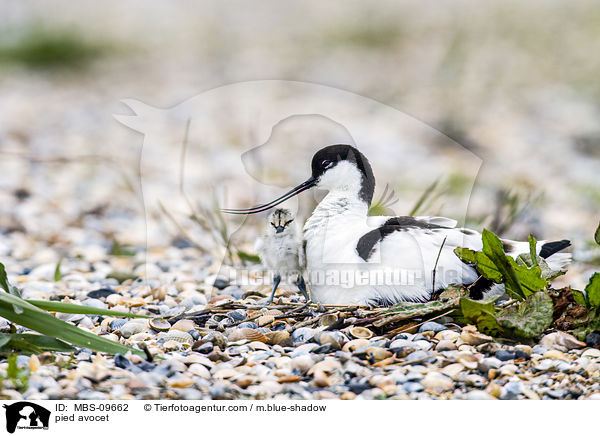 Sbelschnbler / pied avocet / MBS-09662