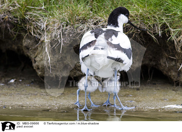 Sbelschnbler / pied avocet / MBS-09666
