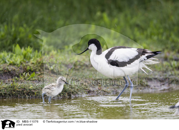 pied avocet / MBS-11076