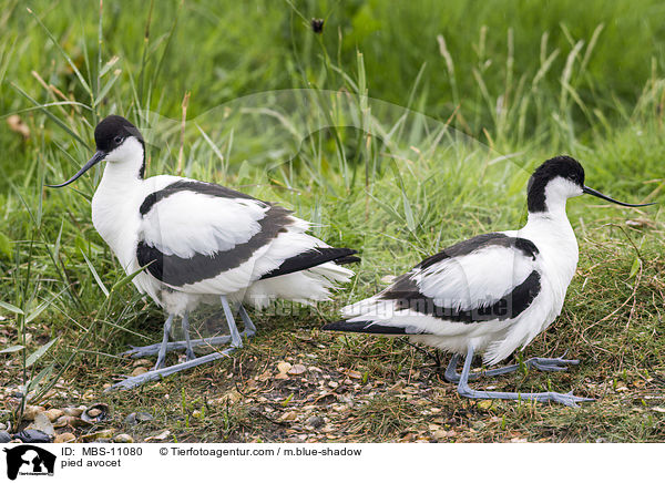 pied avocet / MBS-11080