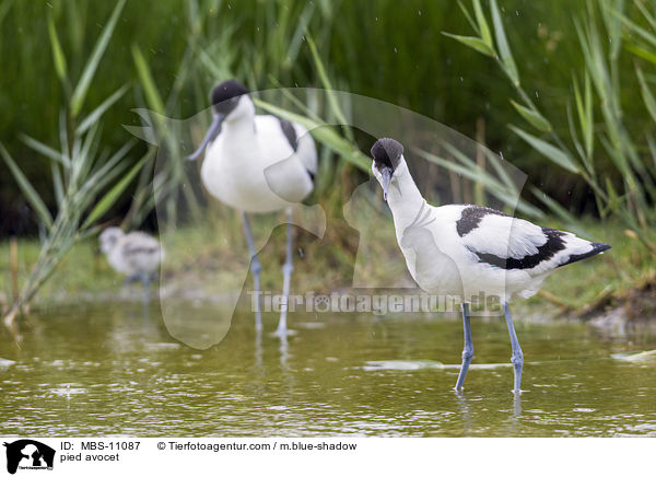 Sbelschnbler / pied avocet / MBS-11087
