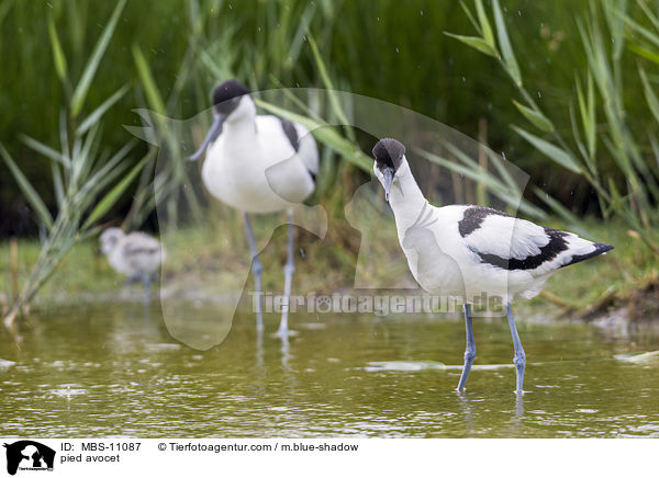 pied avocet / MBS-11087