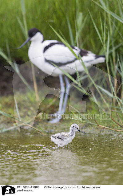 Sbelschnbler / pied avocet / MBS-11090