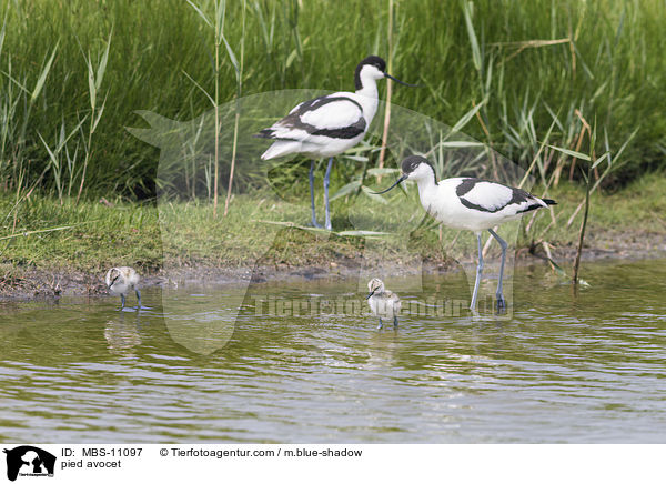 pied avocet / MBS-11097