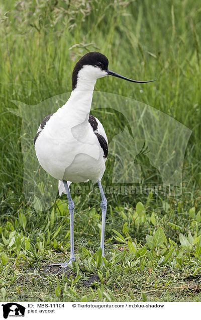 Sbelschnbler / pied avocet / MBS-11104