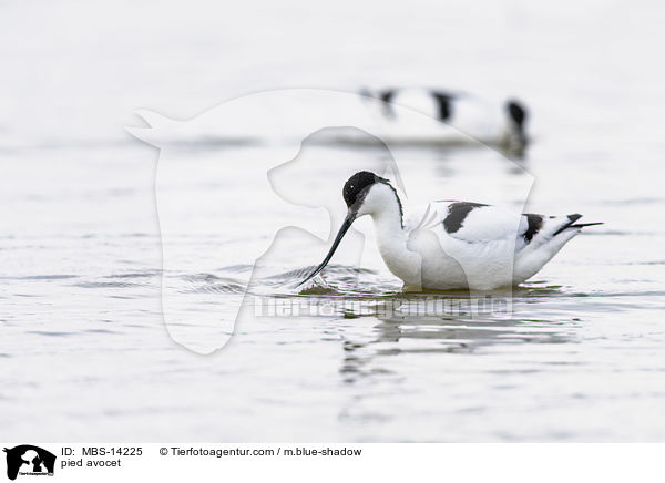 pied avocet / MBS-14225