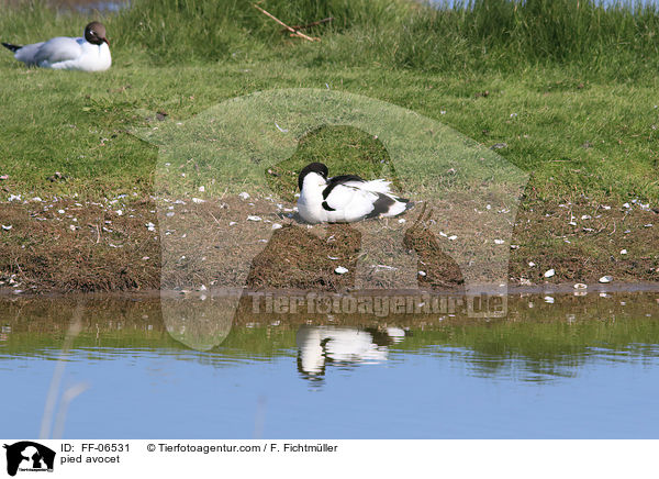 pied avocet / FF-06531