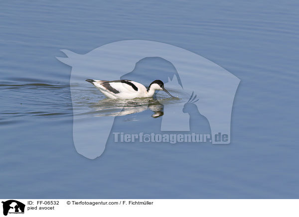 pied avocet / FF-06532