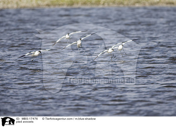 Sbelschnbler / pied avocets / MBS-17476