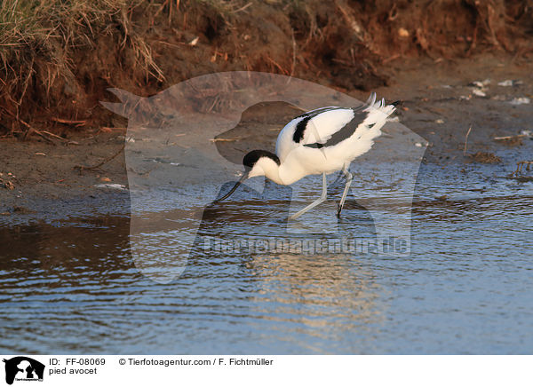 pied avocet / FF-08069