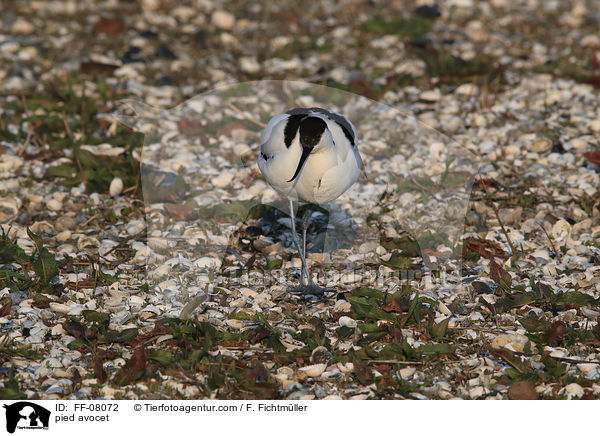 pied avocet / FF-08072