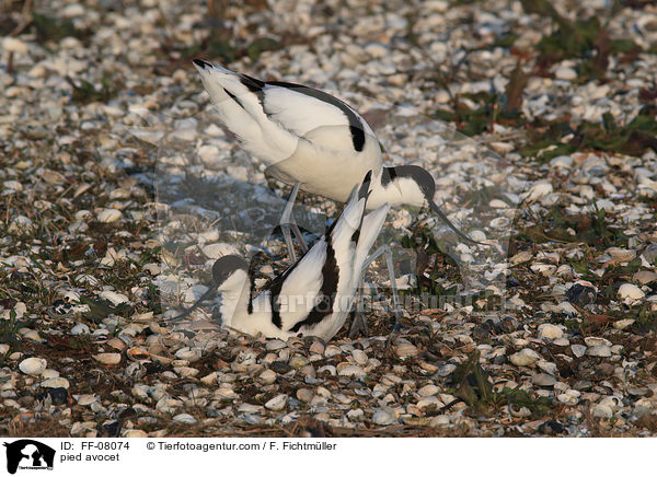 pied avocet / FF-08074