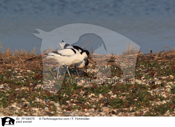 Sbelschnbler / pied avocet / FF-08075