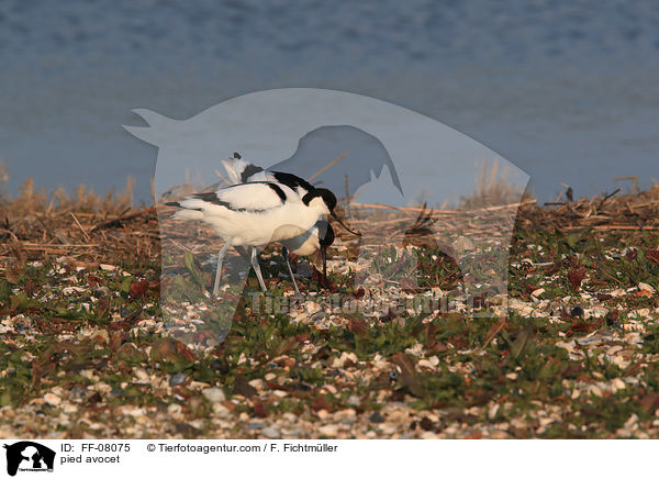 pied avocet / FF-08075