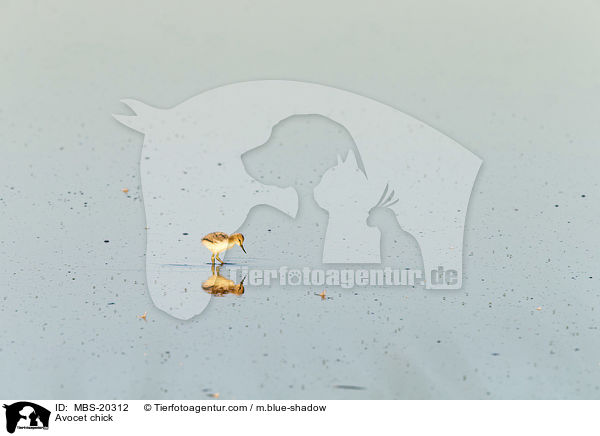 Sbelschnbler Kken / Avocet chick / MBS-20312