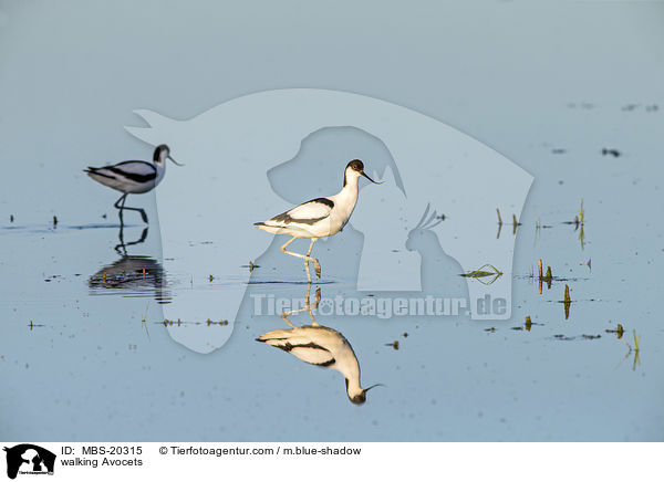 laufende Sbelschnbler / walking Avocets / MBS-20315