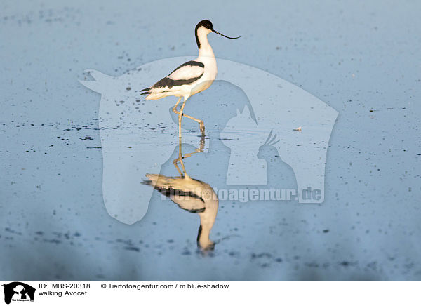 laufender Sbelschnbler / walking Avocet / MBS-20318