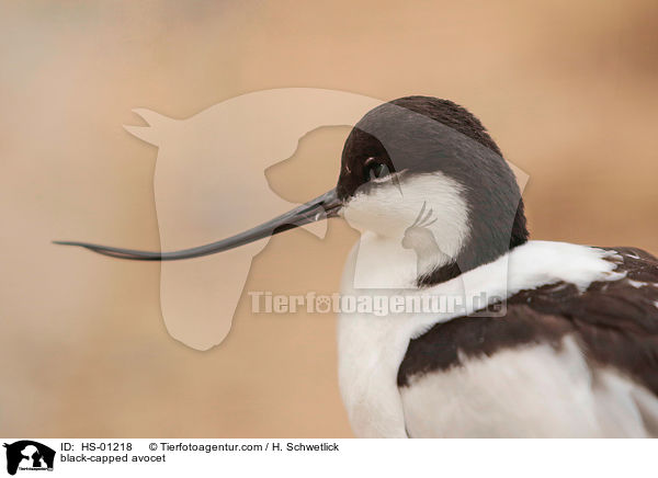 Sbelschnbler / black-capped avocet / HS-01218