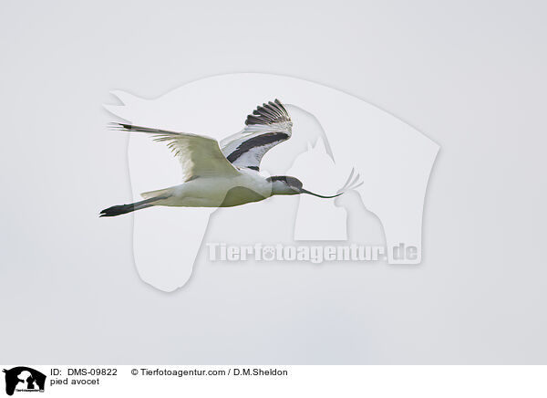 pied avocet / DMS-09822