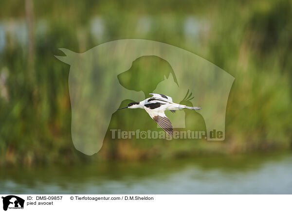 pied avocet / DMS-09857