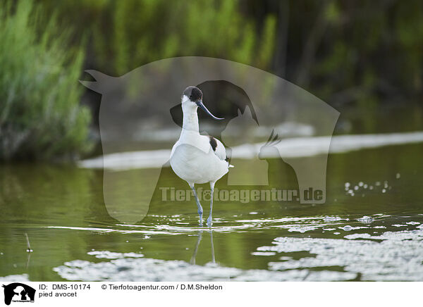 Sbelschnbler / pied avocet / DMS-10174