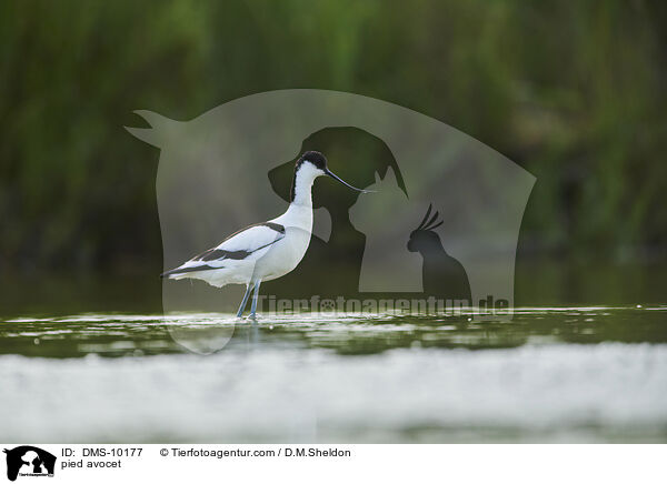 pied avocet / DMS-10177