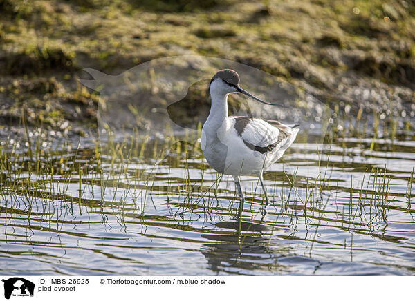 pied avocet / MBS-26925