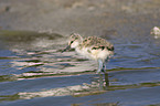 Pied avocet fledgling