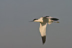 pied avocet