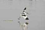 pied avocet