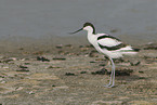 pied avocet