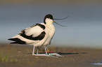 pied avocet