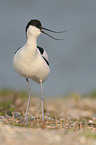 pied avocet