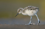 young pied avocet