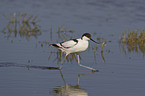 Pied Avocet