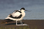 pied avocet