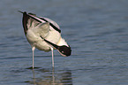 pied avocet