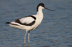 pied avocet