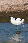 pied avocet