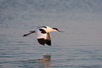 pied avocet