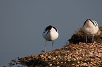 pied avocet